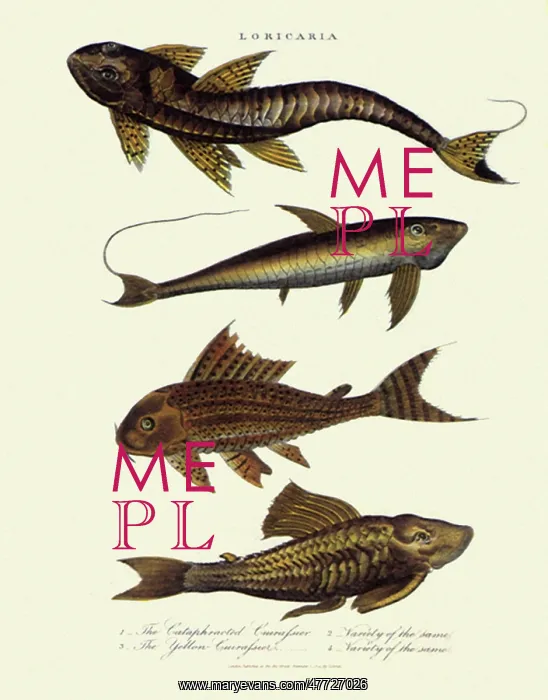  : Armor and Sucker Catfish