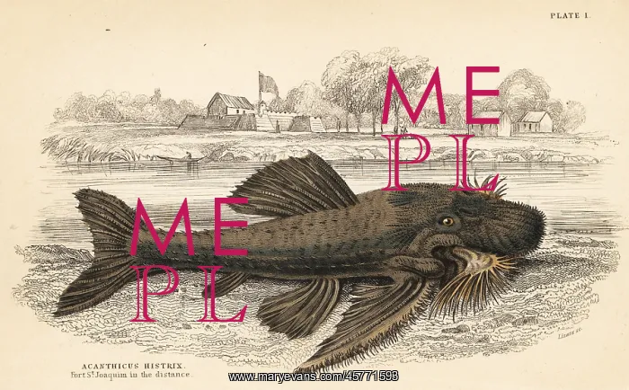 : Armored catfish species, Acanthicus hystrix : Armored catfish species, Acanthicus hystrix