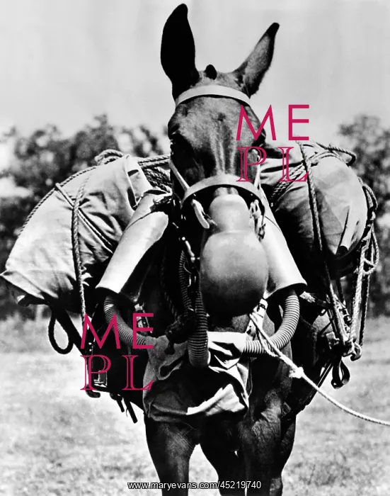 : Army mule wearing am M-5 type of gas mask. ? : Army mule wearing am M-5 type of gas mask. ?