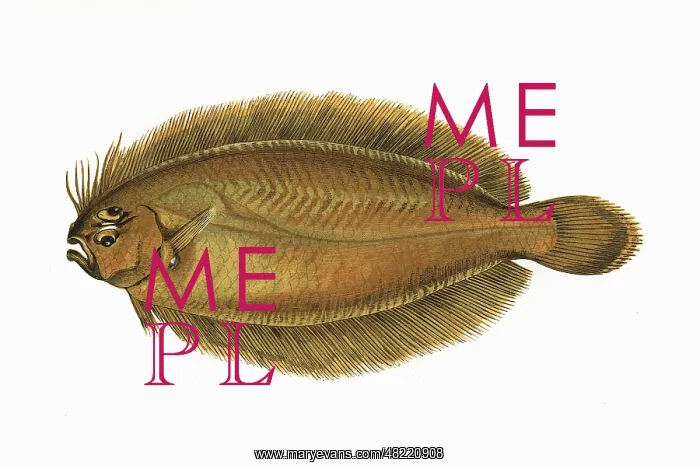: Arnoglossus laterna, or Scaldfish : Arnoglossus laterna, or Scaldfish