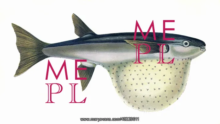 : Arothron stellatus, or Pennant's Globefish : Arothron stellatus, or Pennant's Globefish