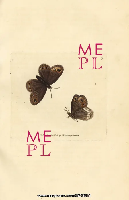 : Arran brown, Erebia ligea : Arran brown, Erebia ligea