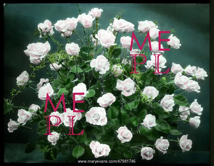 : Arrangement of pale pink roses : Arrangement of pale pink roses