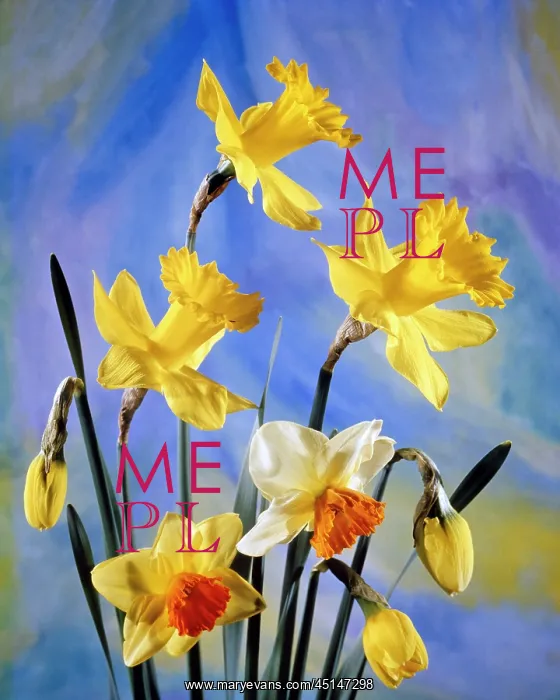 : Arrangement of Various Kinds of Spring Blooming : Arrangement of Various Kinds of Spring Blooming