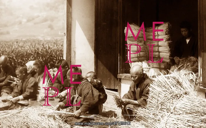  : Arranging straw for bedding, Japan