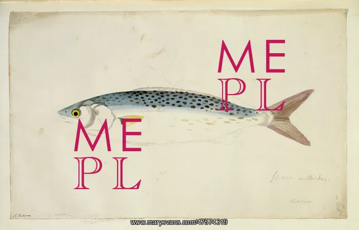 : Arripis trutta, Australian salmon : Arripis trutta, Australian salmon