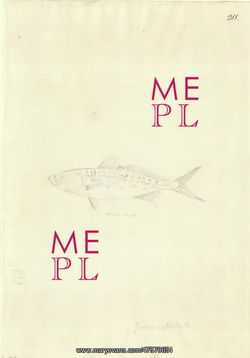 : Arripis trutta, eastern Australian salmon : Arripis trutta, eastern Australian salmon