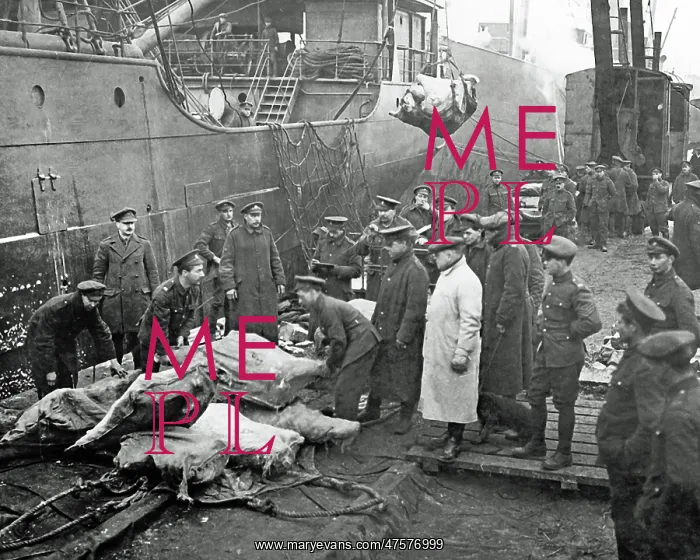 : Arrival of a meat-ship for the Western Front : Arrival of a meat-ship for the Western Front