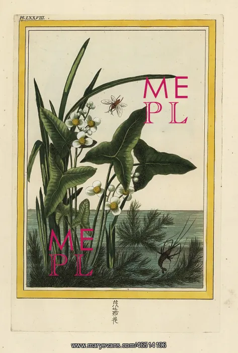 : Arrowhead, Sagittaria sagittifolia : Arrowhead, Sagittaria sagittifolia