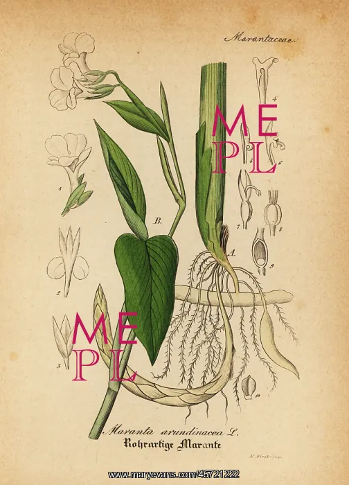  : Arrowroot, Maranta arundinacea