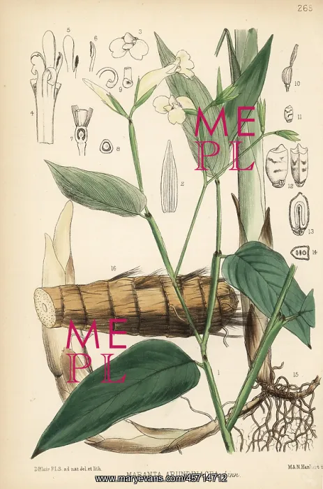 : Arrowroot or maranta, Maranta arundinacea : Arrowroot or maranta, Maranta arundinacea