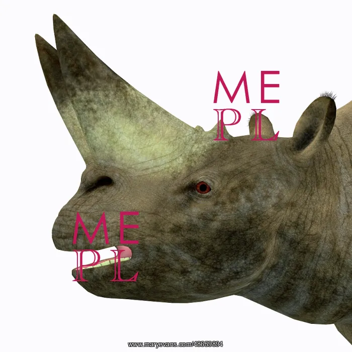 : Arsinoitherium animal head : Arsinoitherium animal head