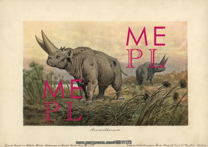 : Arsinoitherium, an extinct genus of paenungulate : Arsinoitherium, an extinct genus of paenungulate