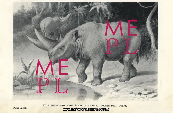 : Arsinoitherium zitteli : Arsinoitherium zitteli