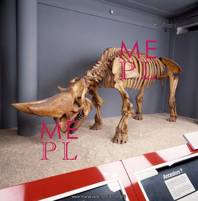 : Arsinotherium skeleton : Arsinotherium skeleton