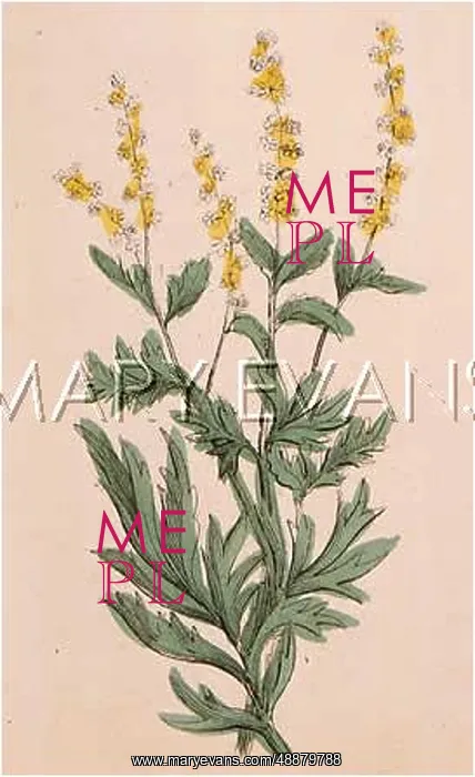  : ARTEMIISIA VULGARIS