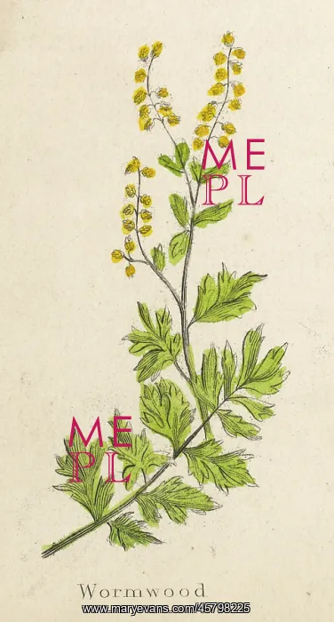  : ARTEMISIA ABSINTHIUM