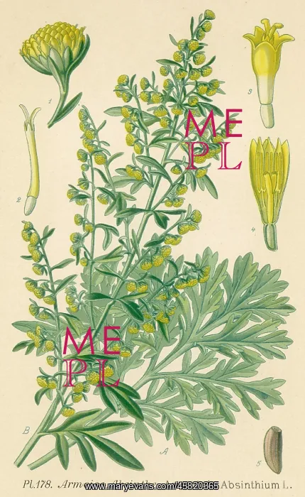 : ARTEMISIA ABSINTHIUM
