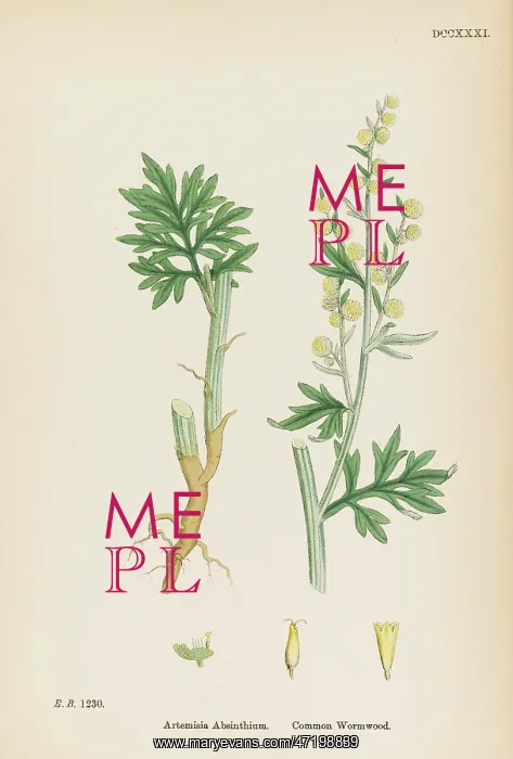  : ARTEMISIA ABSINTHIUM