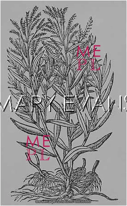  : ARTEMISIA DRACUNCULIS