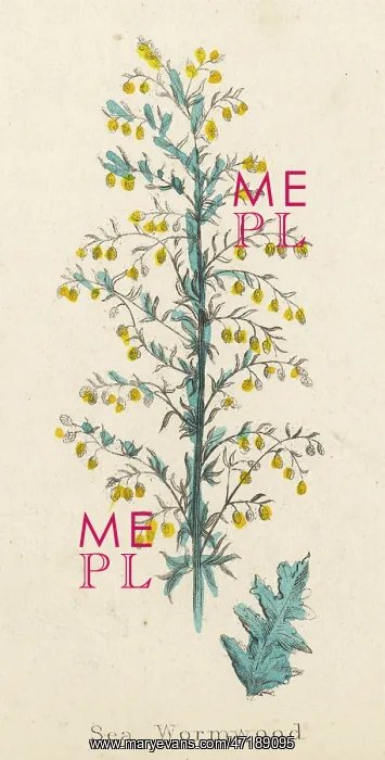  : Artemisia Maritima