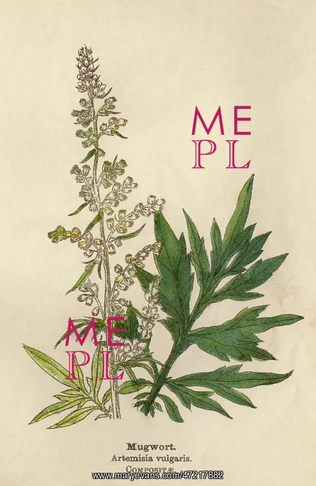  : ARTEMISIA VULGARIS