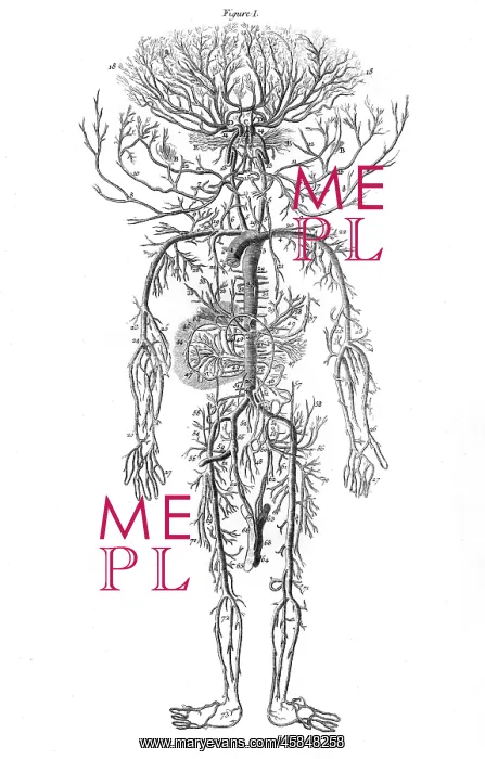 : ARTERIAL SYSTEM / DRAKE : ARTERIAL SYSTEM / DRAKE