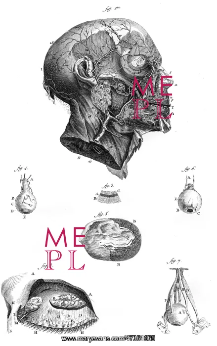 : ARTERIES OF THE FACE : ARTERIES OF THE FACE
