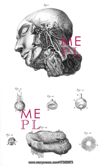 : ARTERIES OF THE FACE : ARTERIES OF THE FACE