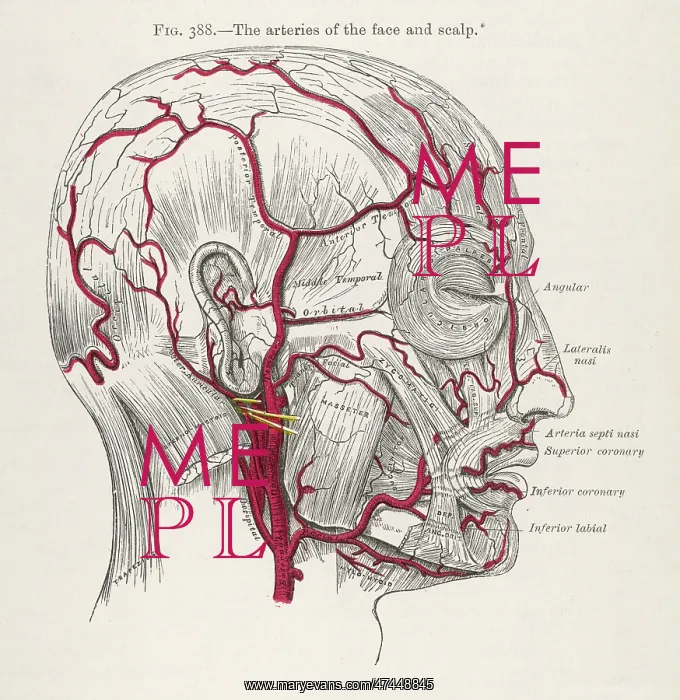  : ARTERIES IN HEAD / 1897