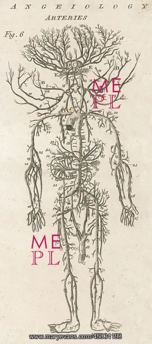  : Arteries of the human body