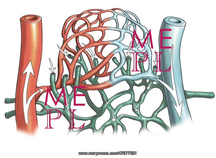 : Artery and Capillary Networks, Illustration : Artery and Capillary Networks, Illustration