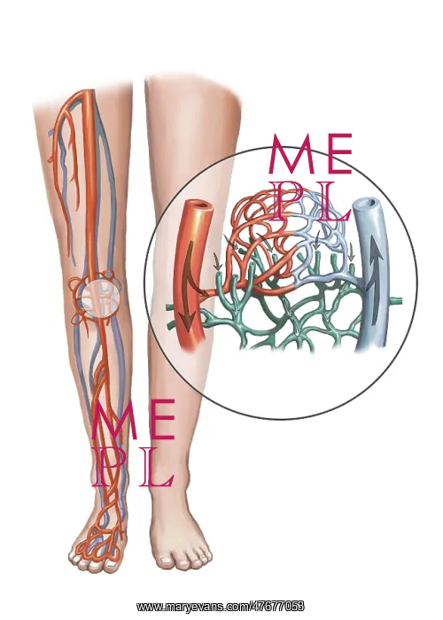 : Artery and Capillary Networks, Illustration : Artery and Capillary Networks, Illustration