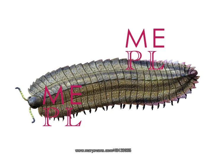: Arthropleura is an extinct millipede from the Late ? : Arthropleura is an extinct millipede from the Late ?