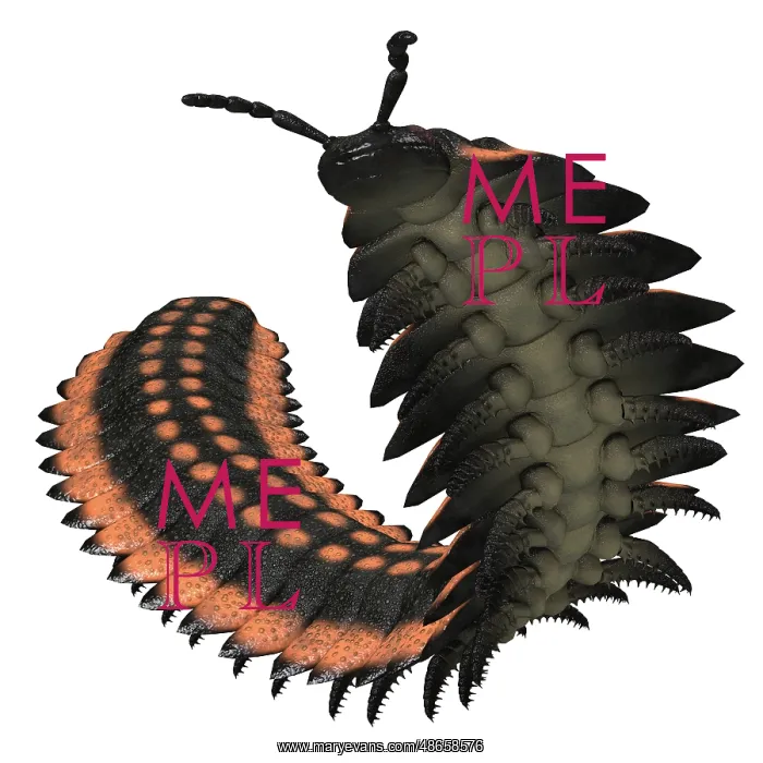 : Arthropleura invertebrate on white background : Arthropleura invertebrate on white background