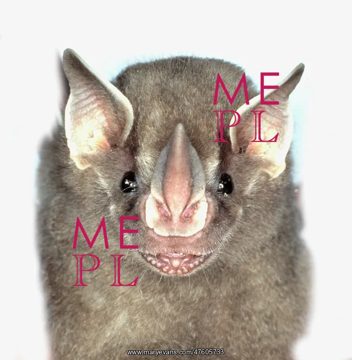 : Artibeus watsoni, Thomas fruit-eating bat : Artibeus watsoni, Thomas fruit-eating bat