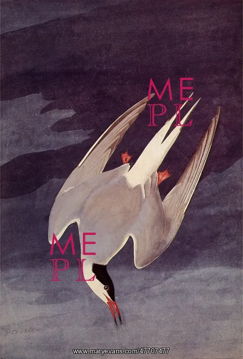  : An Artic Tern