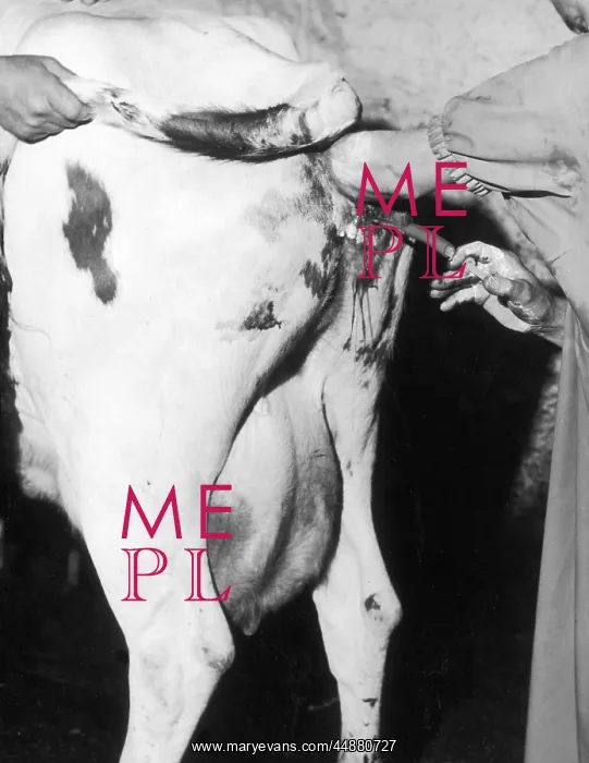 : ARTIFICIAL INSEMINATION : ARTIFICIAL INSEMINATION