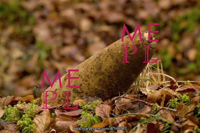 : Artillery shell in the Bois Fumin : Artillery shell in the Bois Fumin