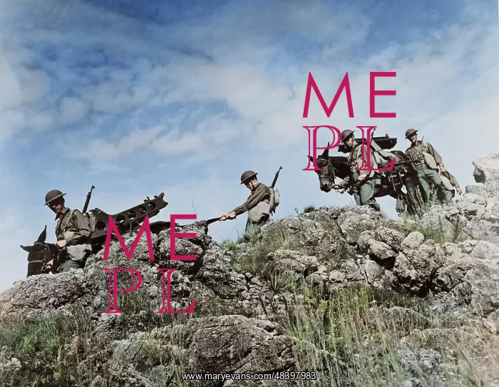 : Artillerymen use Army mules to carry their : Artillerymen use Army mules to carry their