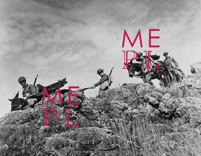 : Artillerymen use Army mules to carry their : Artillerymen use Army mules to carry their
