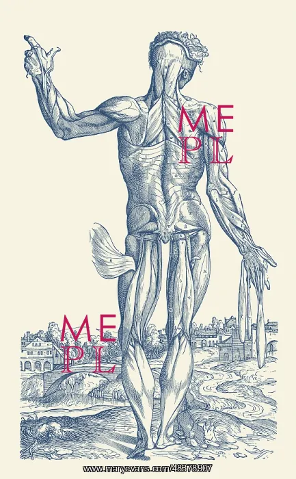 : An artistic view of the human muscular system from the rear : An artistic view of the human muscular system from the rear
