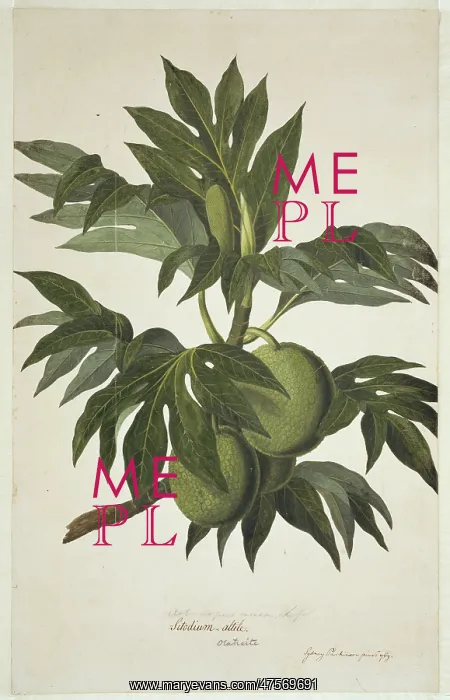 : Artocarpus altilis, breadfruit tree : Artocarpus altilis, breadfruit tree