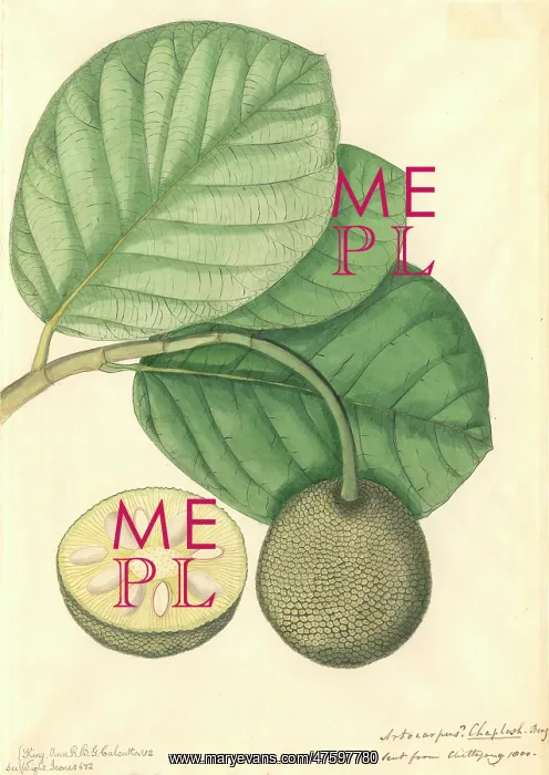 : Artocarpus chaplasha, chapalish : Artocarpus chaplasha, chapalish