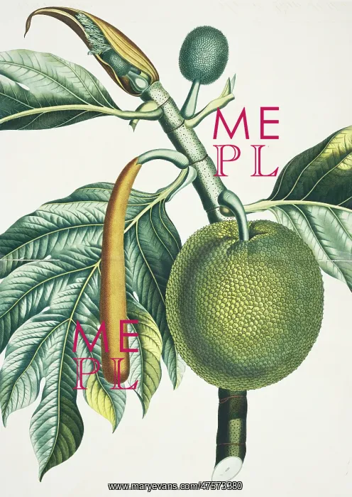 : Artocarpus incisa, breadfruit tree : Artocarpus incisa, breadfruit tree