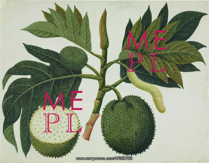 : Artocarpus sp : Artocarpus sp