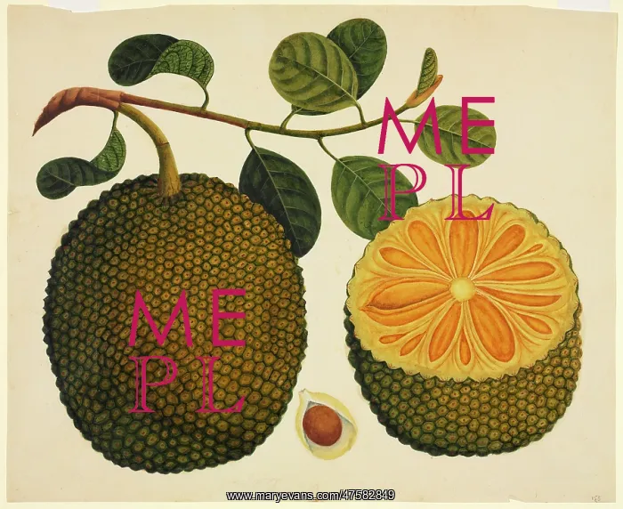 : Artocarpus sp : Artocarpus sp