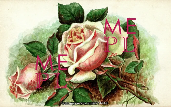 : Artwork by Florence Auerbach, pink roses : Artwork by Florence Auerbach, pink roses