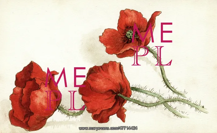: Artwork by Florence Auerbach, three red poppies : Artwork by Florence Auerbach, three red poppies