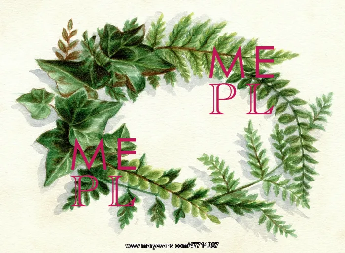 : Artwork by Florence Auerbach, spray of green leaves : Artwork by Florence Auerbach, spray of green leaves
